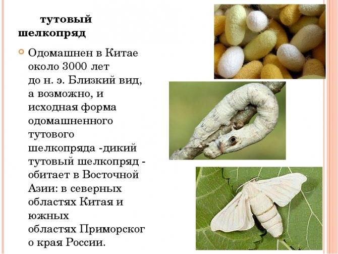 Тутовый шелкопряд насекомое. описание, особенности, виды и среда обитания шелкопряда | живность.ру