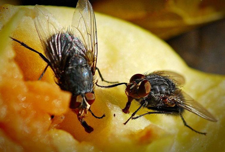 Как появляются мухи