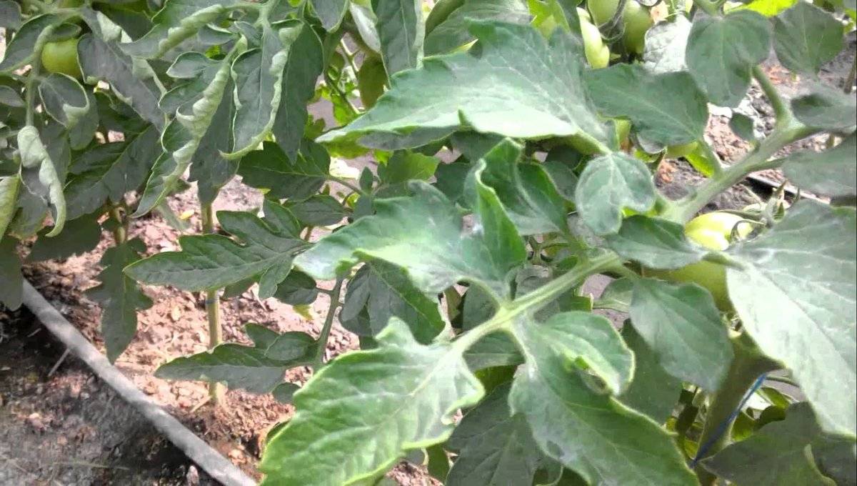 Как выглядят листья томатов пораженные паутинным клещом фото