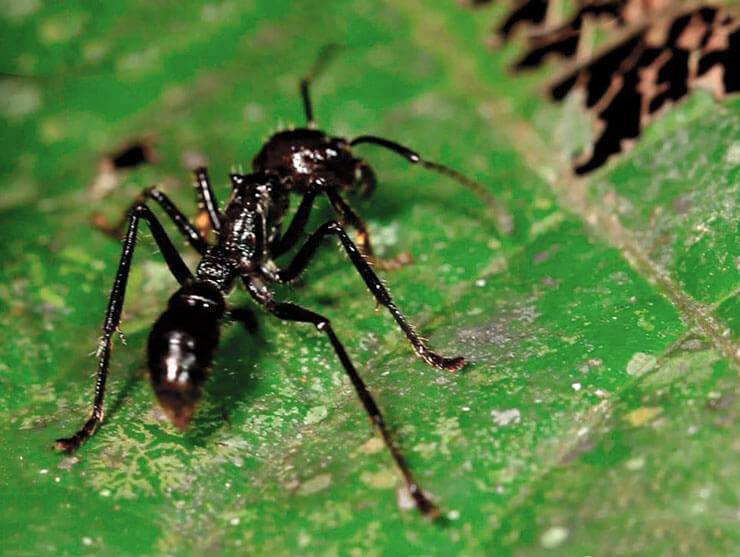 Муравей-пуля – уникальное насекомое с мощным жалом. о муравьях-пулях: обыкновенная жизнь необычных насекомых медоносная пчела и шершень