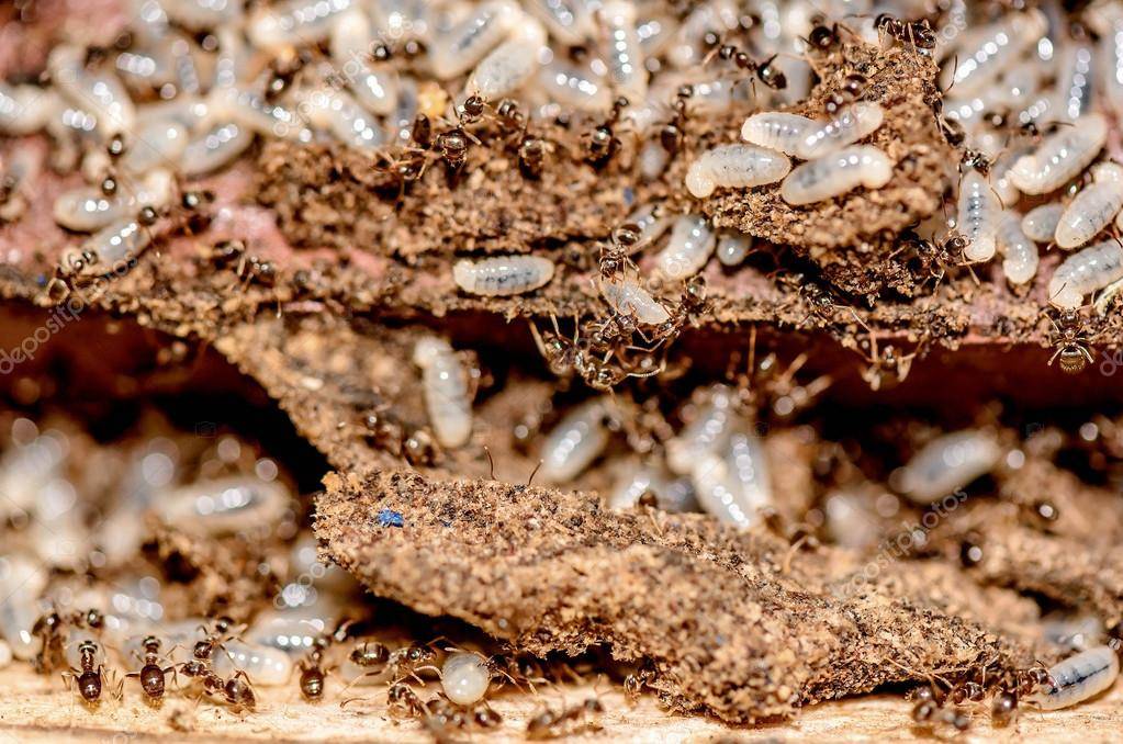 Что делать, если термиты появились в вашем доме?