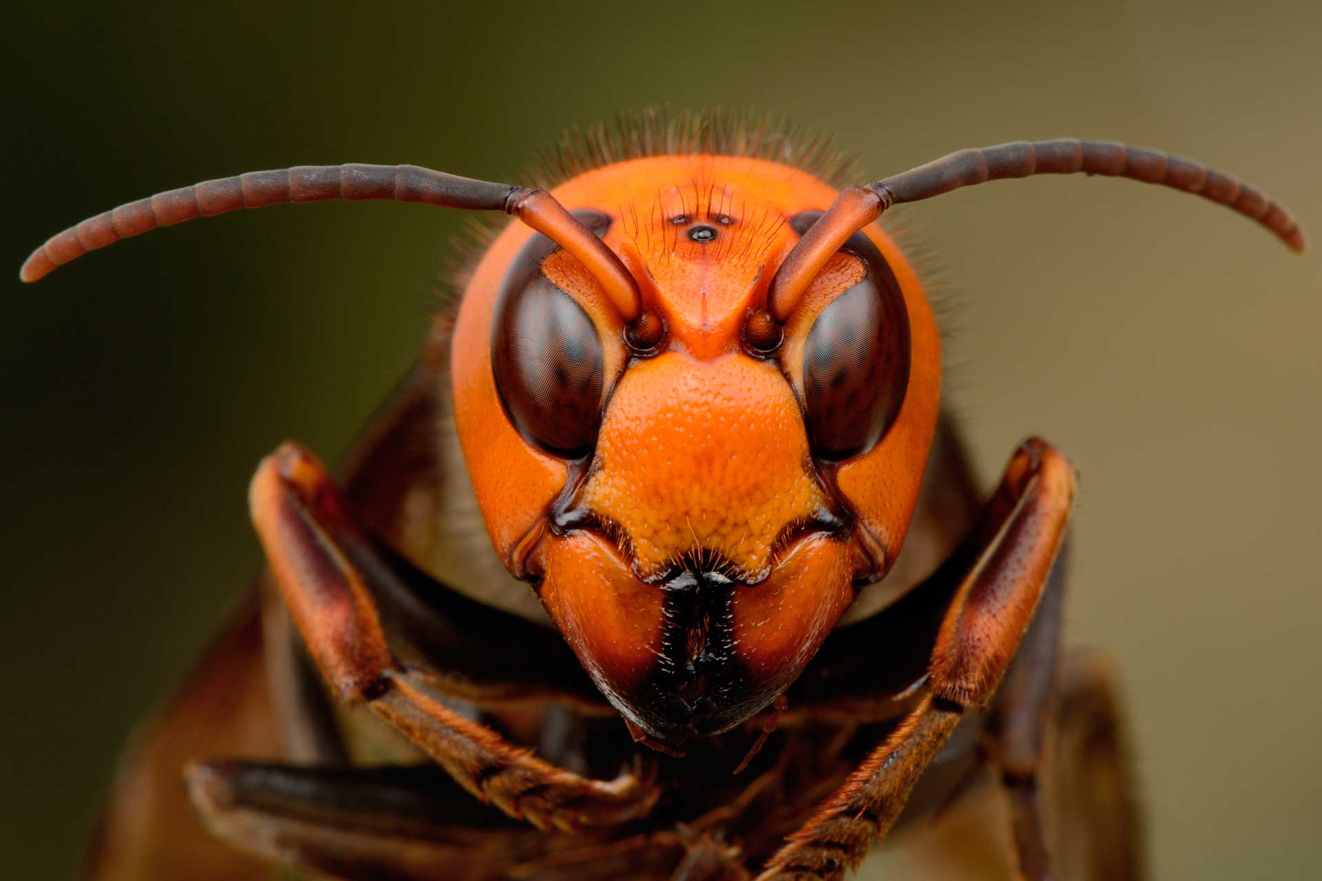 Шмель насекомое. образ жизни и среда обитания шмеля | животный мир