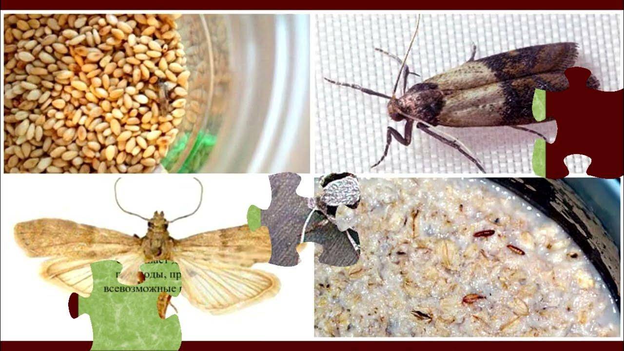 Как найти моль, насекомое, откуда берется моль платяная в квартире, сколько живет и как размножается