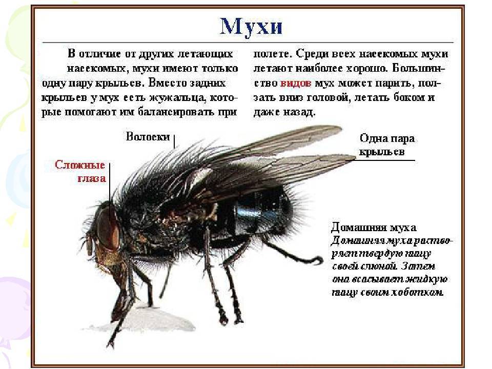 Интересные факты о мухах. сколько ног у мухи