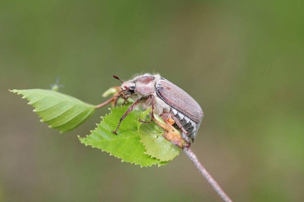 Бронзовка: описание жука, виды, вред. как избавиться от бронзовки