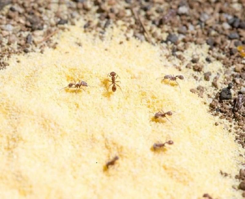 Как избавиться от чёрных муравьёв в доме или квартире, в саду и огороде
