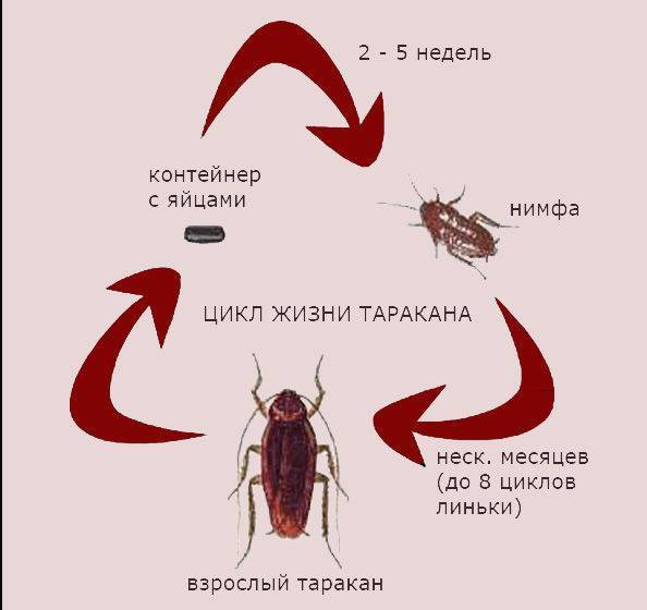 Тараканы домашние: как отличить самку от самца, размножение и развитие