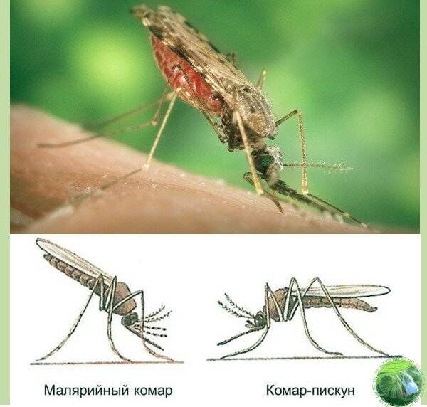 Малярийный комар, анофелес (anopheles )