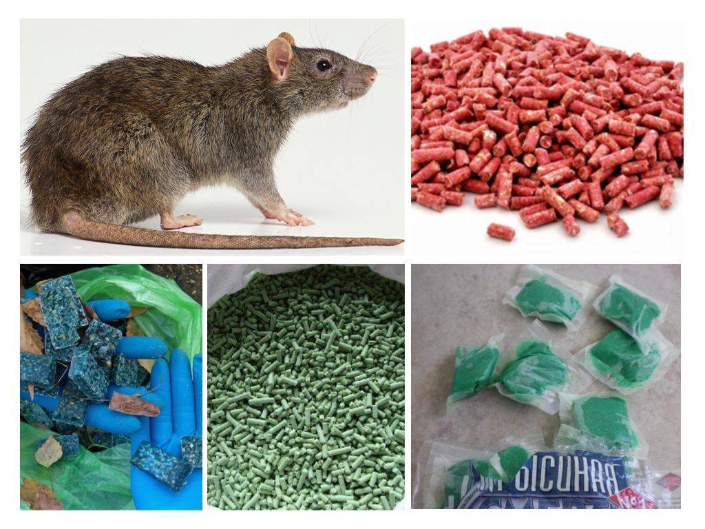 Отрава для мышей и крыс магазинная и сделанная своими руками в домашних условиях