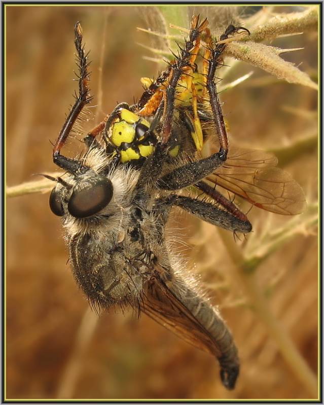 Безжалостный истребитель насекомых – ядовитая муха ктырь