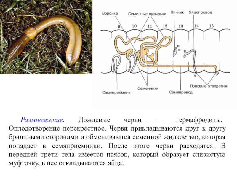 Как размножаются червяки: дружат ли между собой половинки
