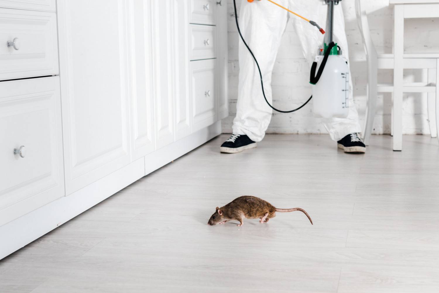 Как избавиться от крыс в жилых, хозяйственных помещениях и автомобиле: методы уничтожения и отпугивания