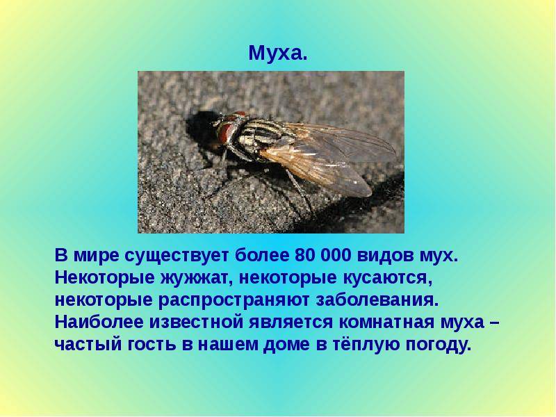 Какие мухи являются переносчиками заболеваний, и какие болезни они переносят