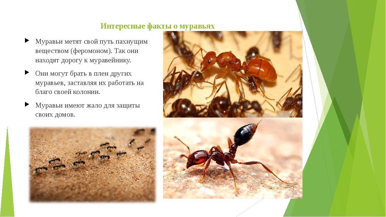 Топ-10 самых больших муравьев в мире