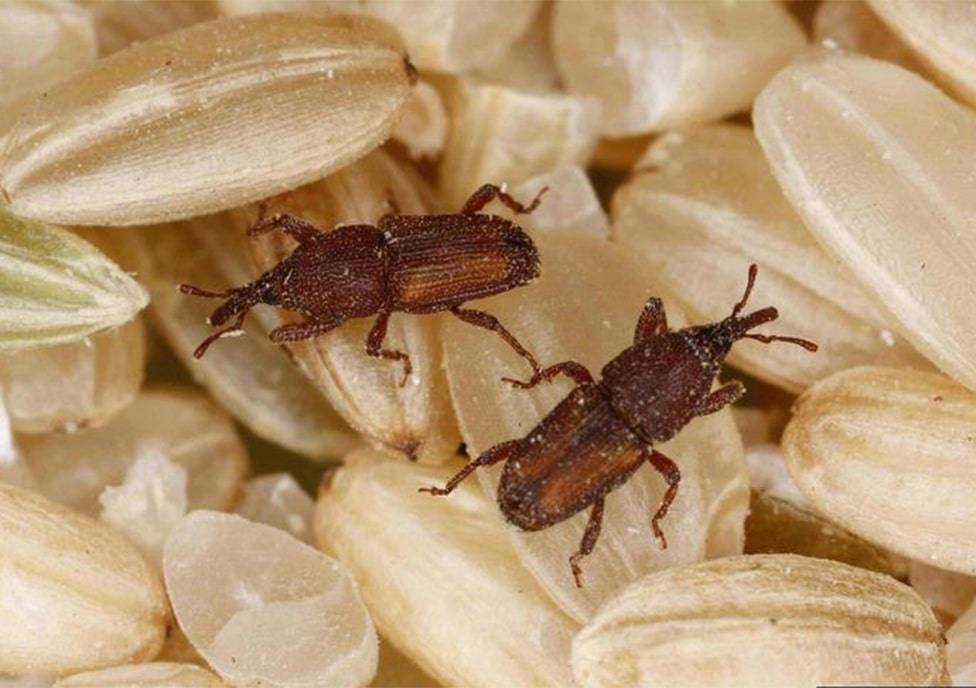 Как избавить дом от жуков: инструкция по ликвидации вредителей