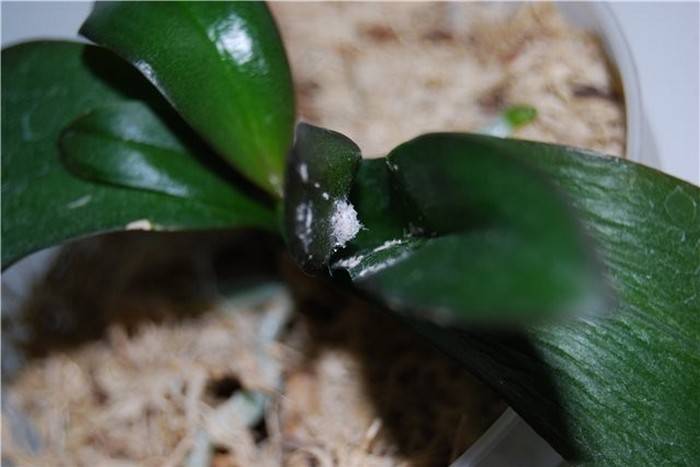 Мучнистый червец на орхидее: эффективные методы лечения и профилактики