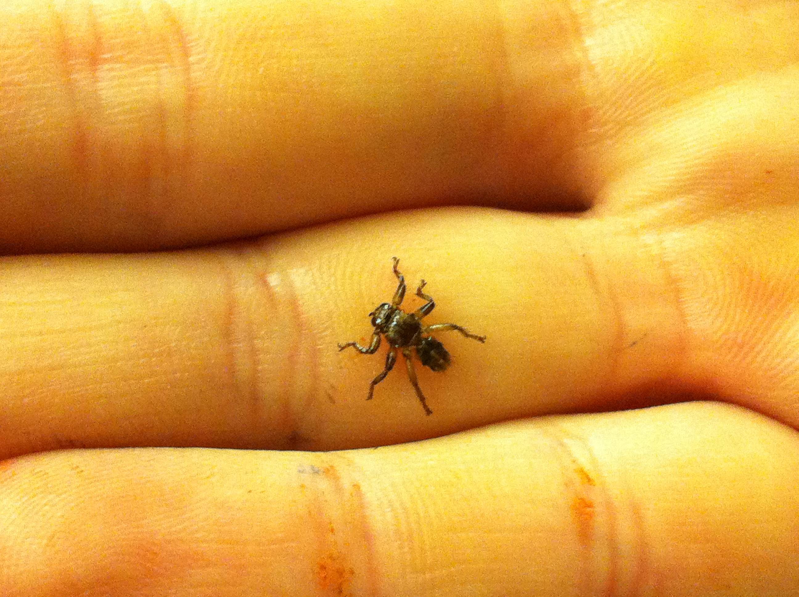 Лосиная муха в квартире как избавиться. чем опасен лосиный клещ и методы борьбы с клещами