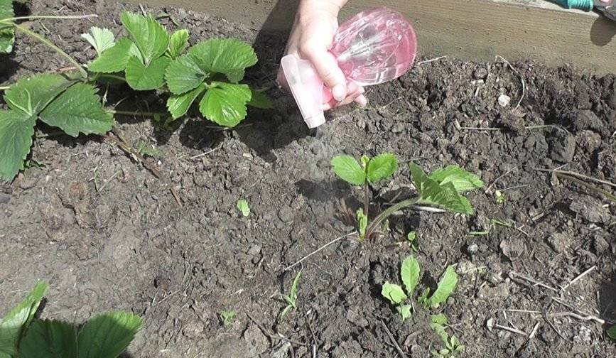 Чем обработать клубнику от вредителей во время цветения и плодоношения