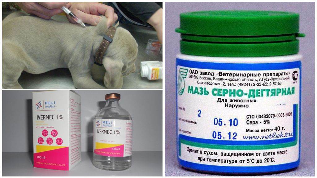 Демодекоз у собак: симптомы и лечение серьезного недуга