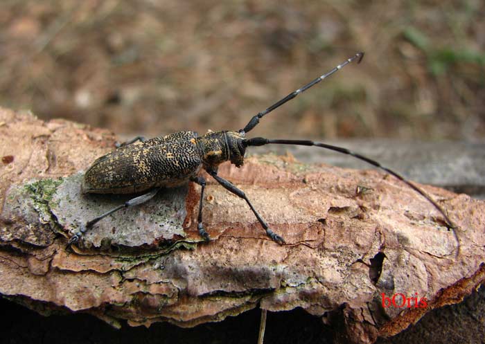 Жук-усач, характеристика и образ жизни насекомого с длинными усами