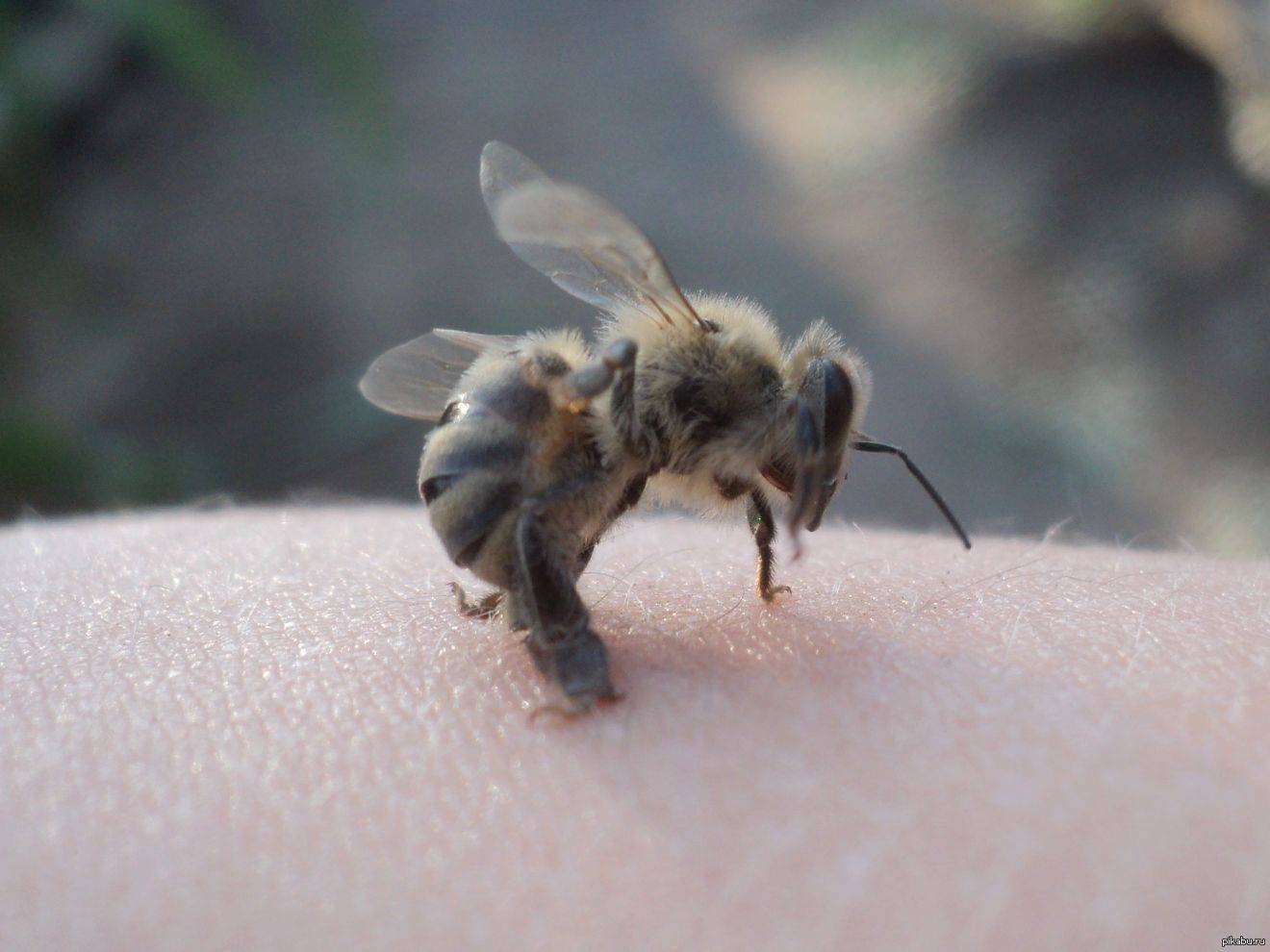 Эффективные средства от нападения пчёл