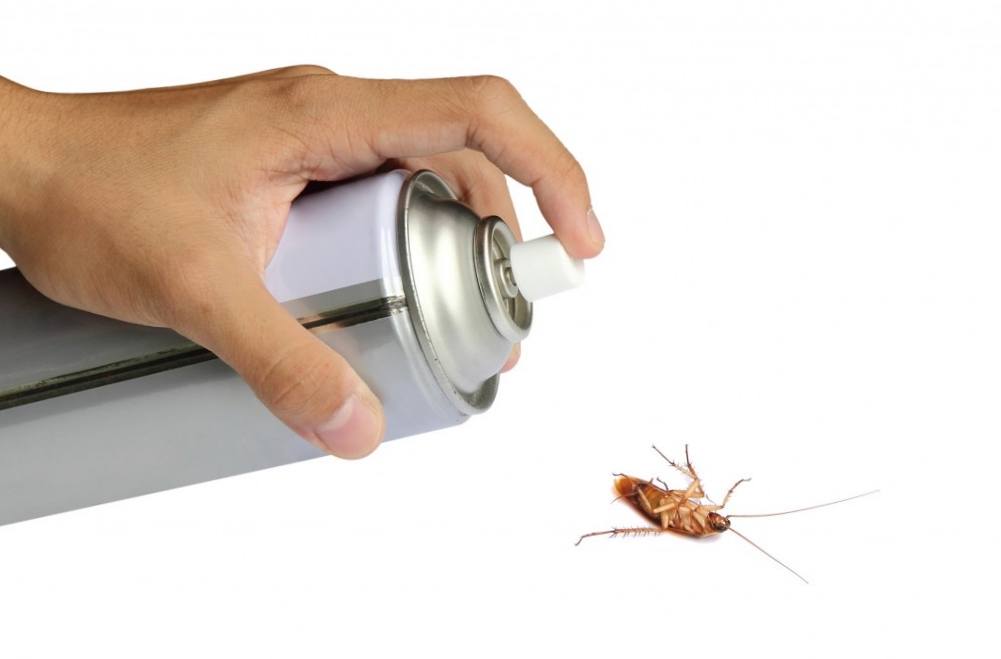 Тараканы: куда жаловаться и кто должен травить