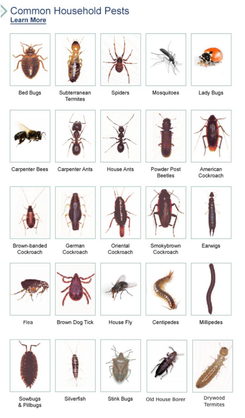 Постельные паразиты: виды, симптомы, фото укусов