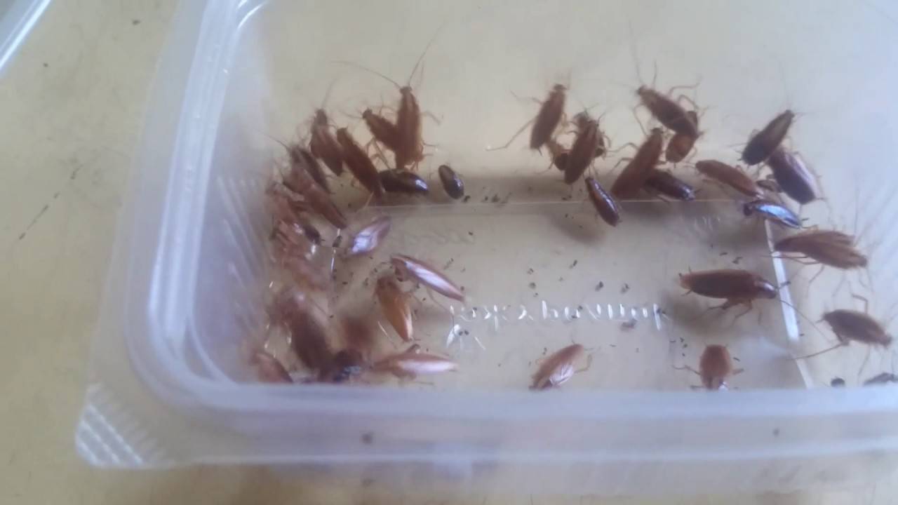 Как сделать ловушку для тараканов своими руками