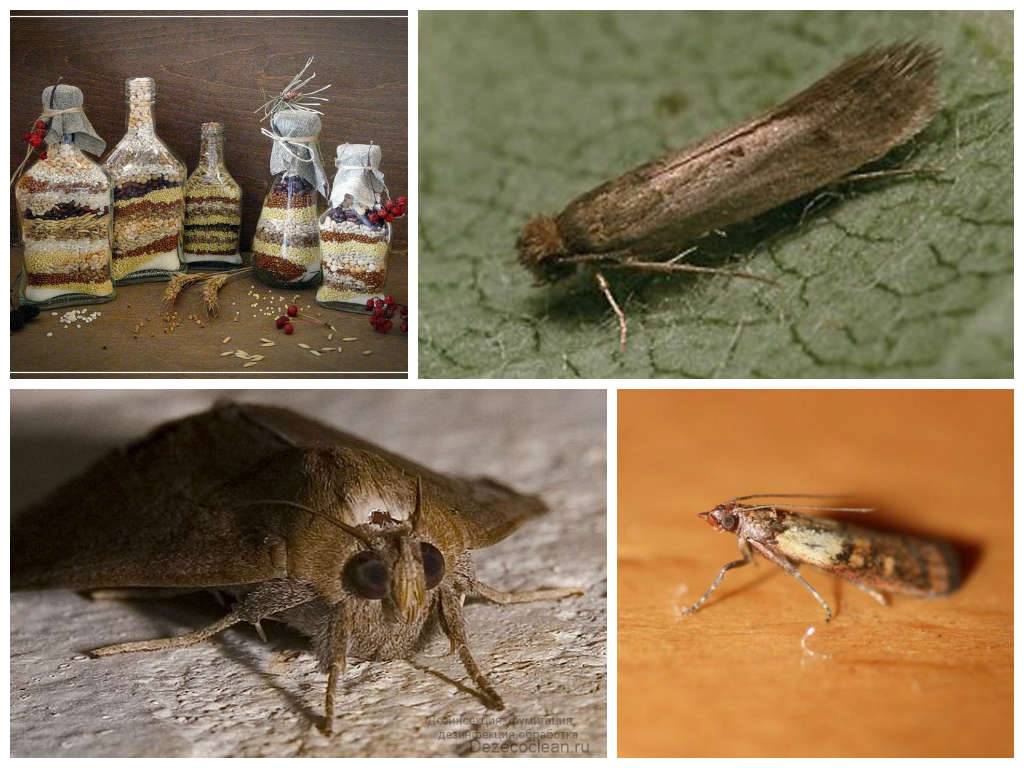 Что едят моли, как размножаются, опасно ли насекомое для человека