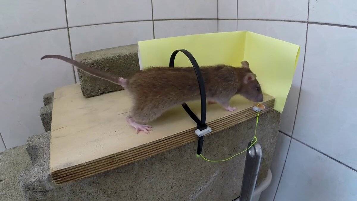 Обзор самых эффективных средств для борьбы с мышами и крысами