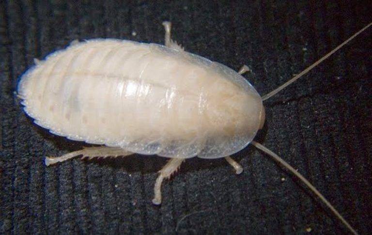 Почему тараканы бывают белыми и в чем их особенность