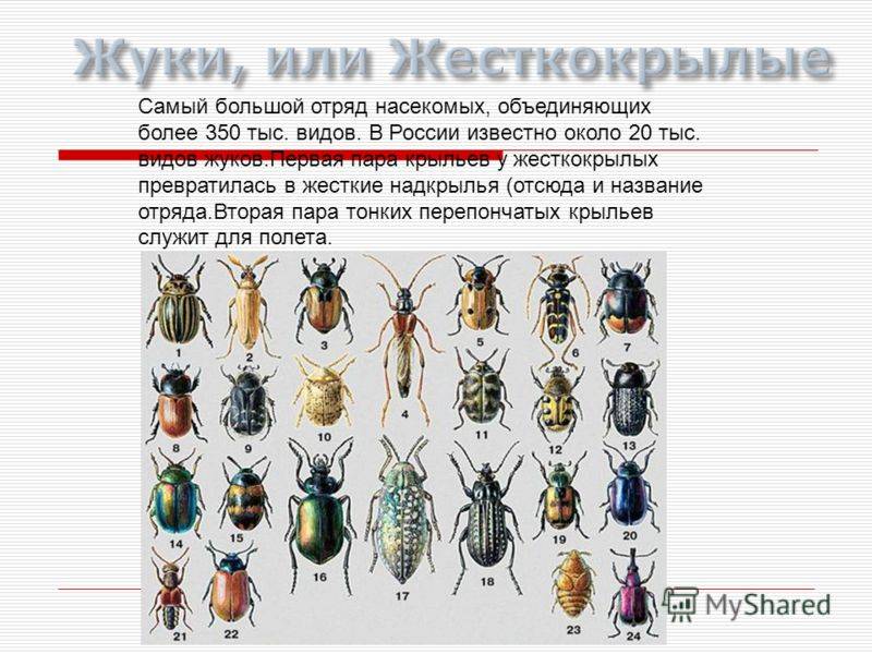 Название 1 жуков. Жесткокрылые насекомые представители. Классификация Жуков. Жуки представители. Виды жесткокрылых Жуков.