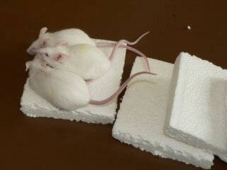 Какой утеплитель не грызут и не любят мыши и крысы: обзор материалов, преимущества и недостатки