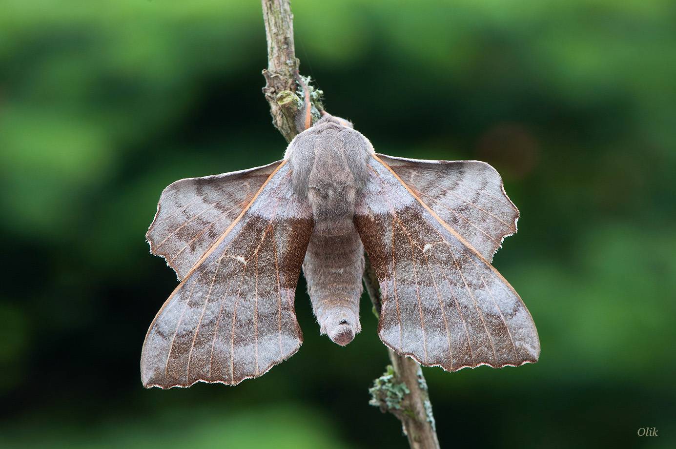 Бражник (бабочка): 115 фото необычного вымирающего насекомого и его особенности