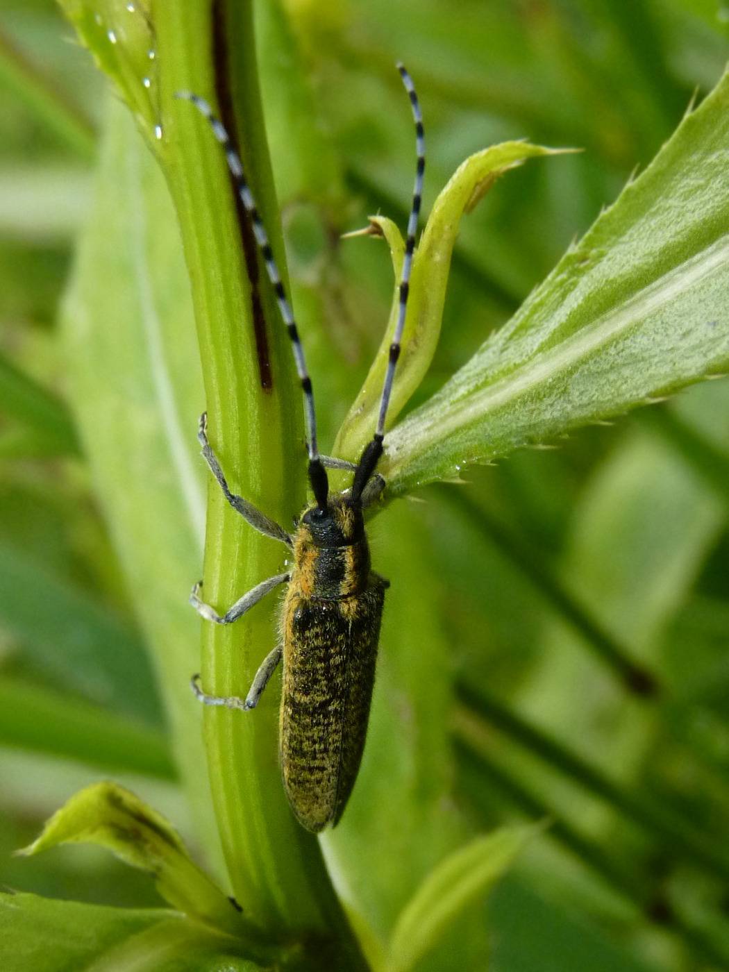 Agapanthia Dahli