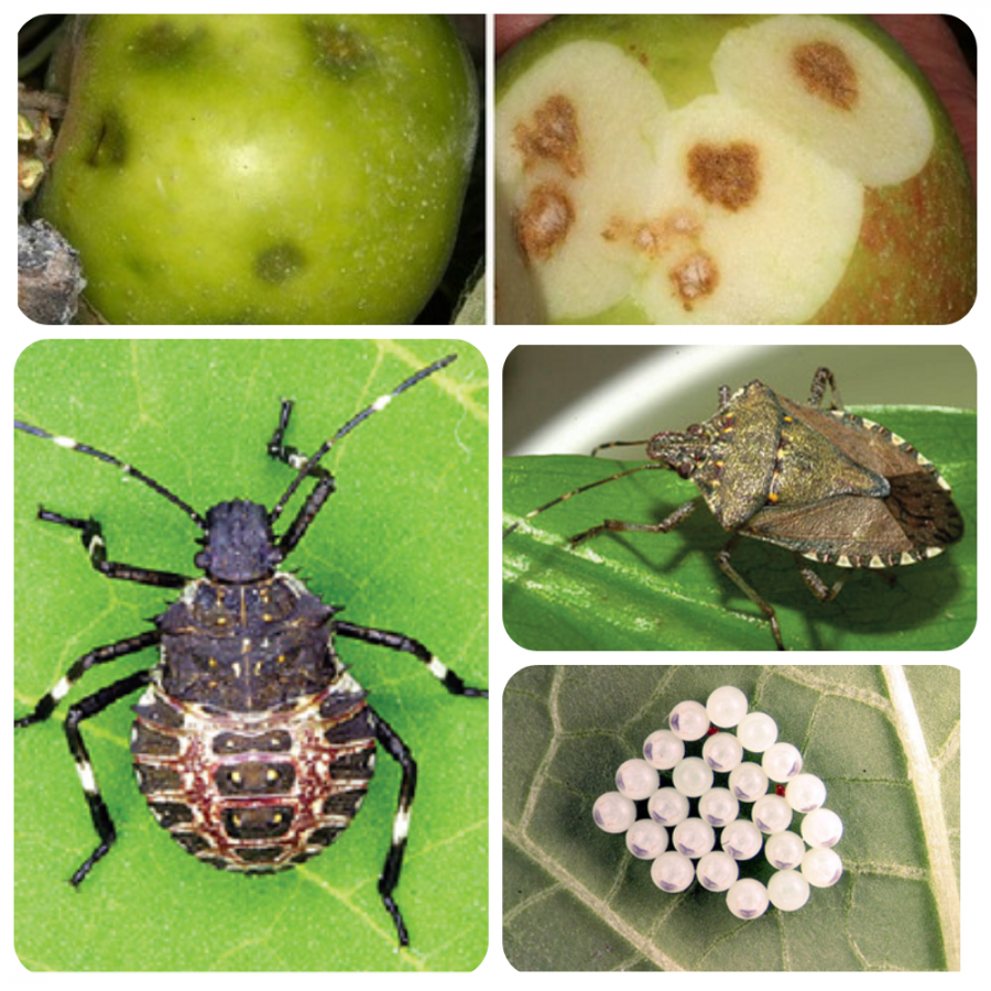 Мраморный клоп насекомое. описание, особенности, виды и способы борьбы с вредителем | живность.ру