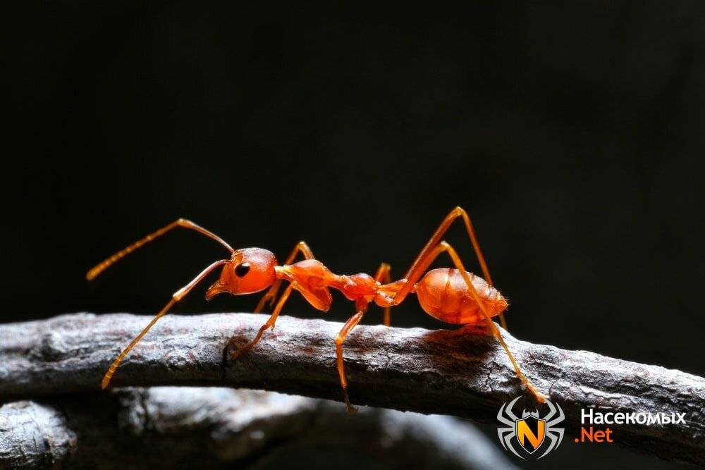 Красные муравьи: как избавиться в домашних условиях