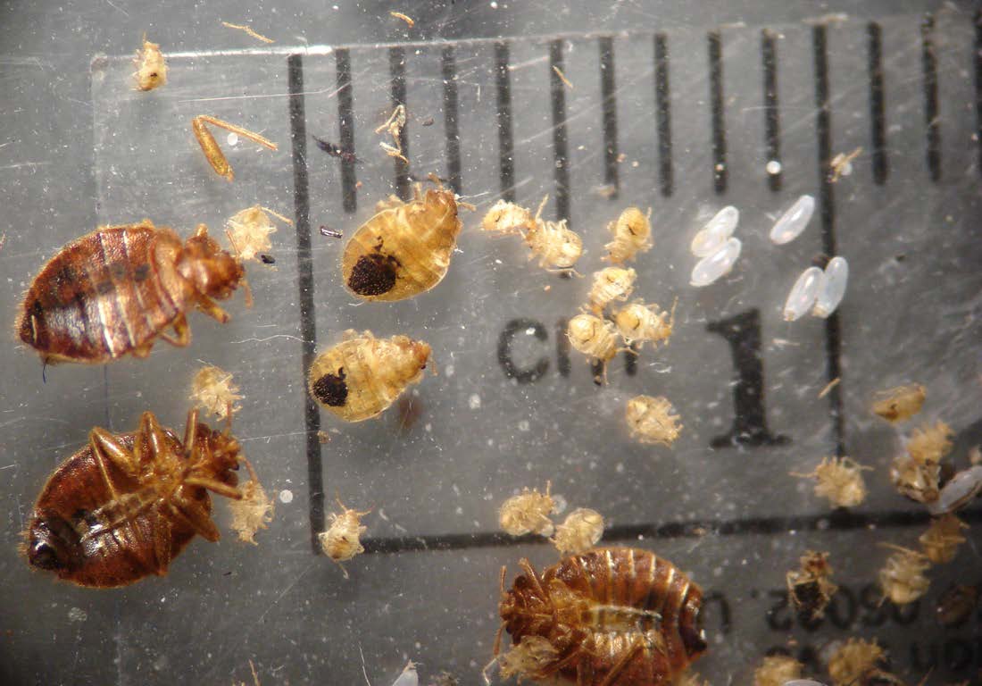 При какой температуре умирают тараканы: бояться ли холода и жары?