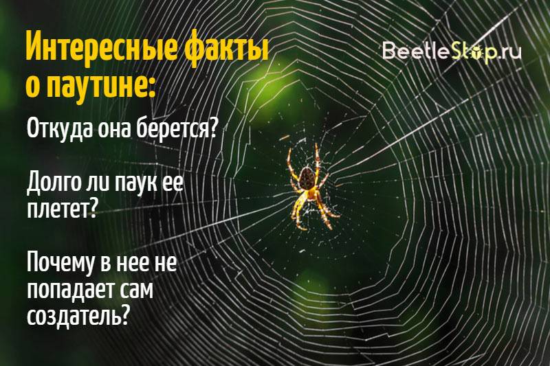 Как паук плетет паутину, состав паутины паука