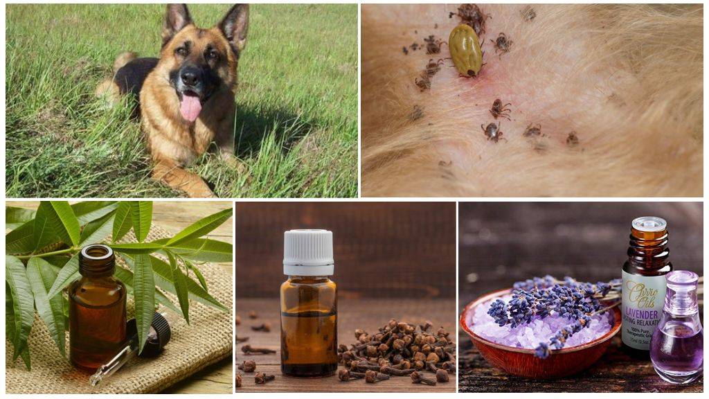 Как быстро вывести блох у собаки домашними средствами и лекарствами