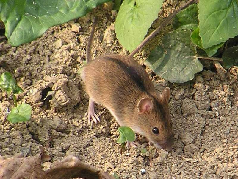 Какие типы мышей. Полевая мышь Apodemus agrarius. Полевка и землеройка. Мышь полевка и мышь землеройка. Степная мышовка.