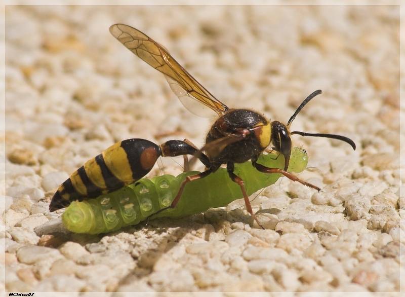 Роющие осы: нужно ли опасаться, какие виды бывают?