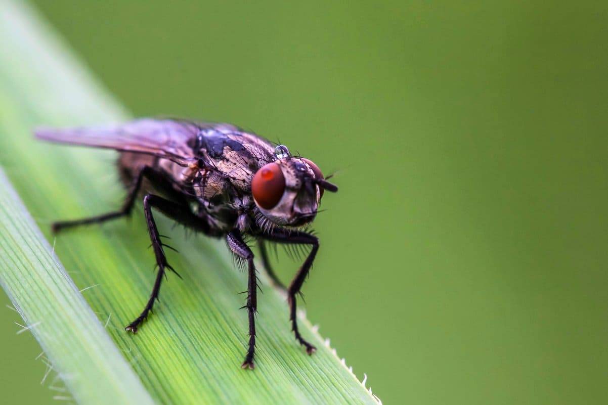 Виды мух, сколько они живут, как выглядят, чем питаются, где обитают и как с ними бороться: обобщенный взгляд