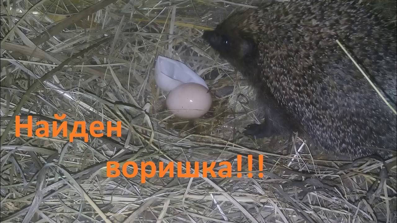 Кто ворует из курятника. Крысы воруют куриные яйца.