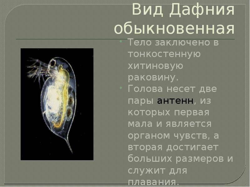 Что такое дафния и для чего используются