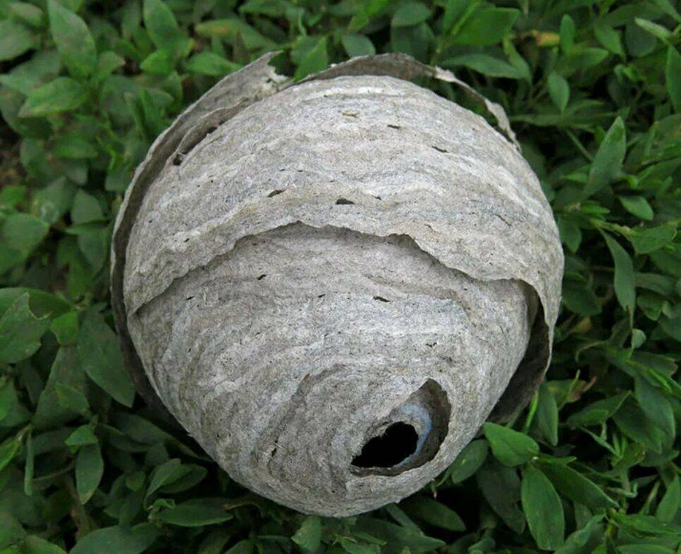 Из чего осы строят свое гнездо