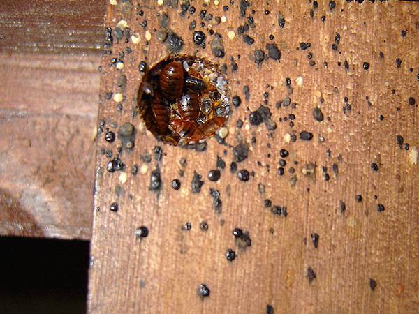 Где живут тараканы в доме, и как найти их гнездо