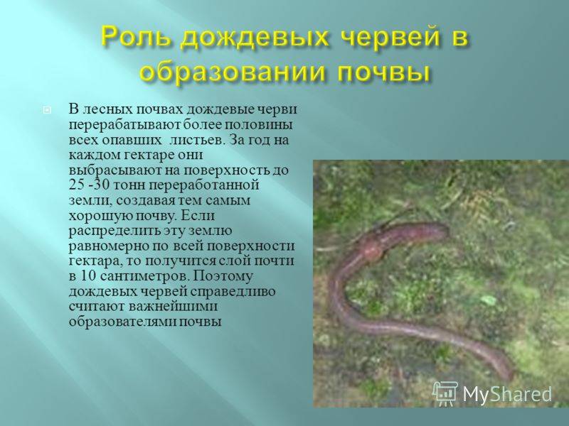Роль и значение червей в природе