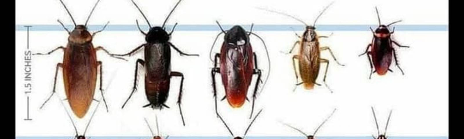 Чего боятся тараканы в квартире: как отпугнуть и вывести вредителей