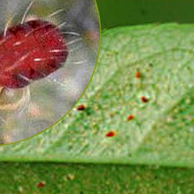 Причины появления паутинного клеща на розе и способы борьбы с вредителем